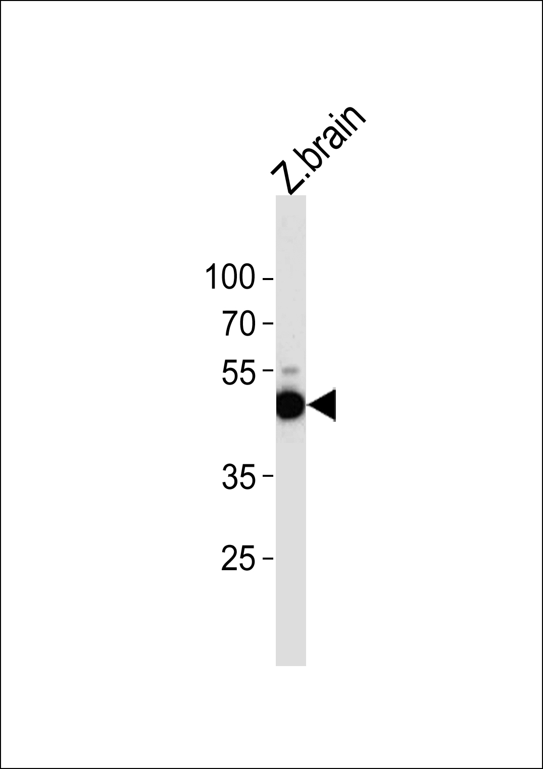 DANRE atg4b Antibody (N-term) (Cat. #Azb10037a) western blot analysis in zebra fish brain tissue lysates (35ug/lane).This demonstrates the DANRE atg4b antibody detected the DANRE atg4b protein (arrow).