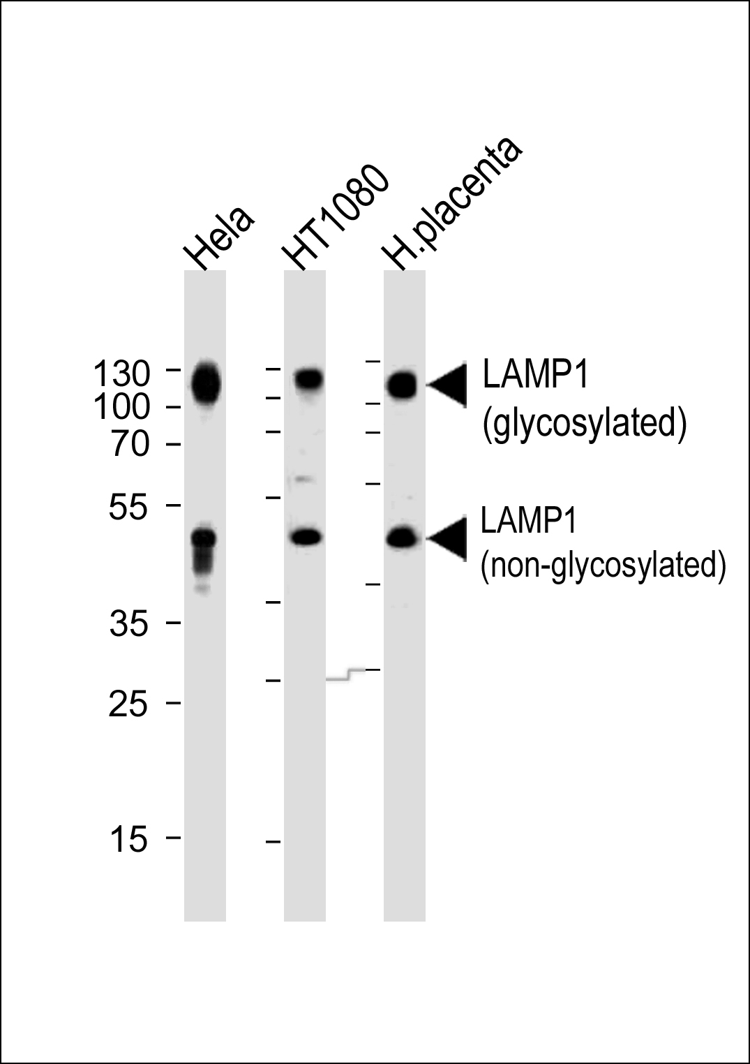 WB - LAMP1 Antibody (N-term) AP1823a