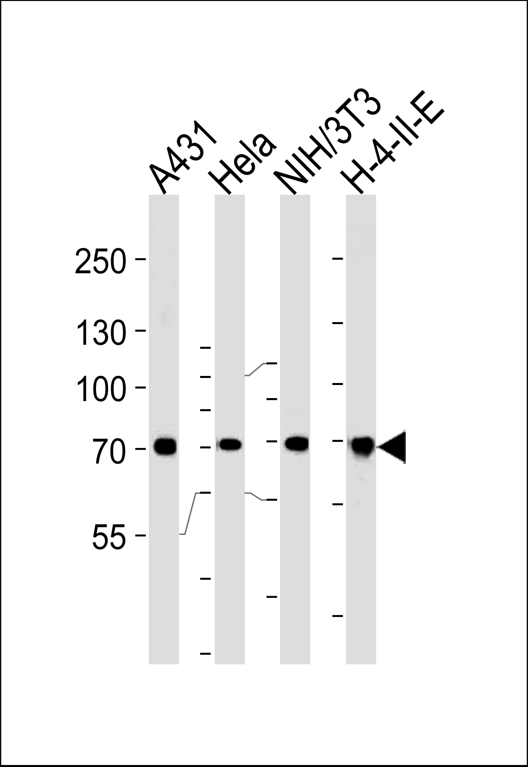 WB - HSPA8 Antibody (N-term) AP2872a