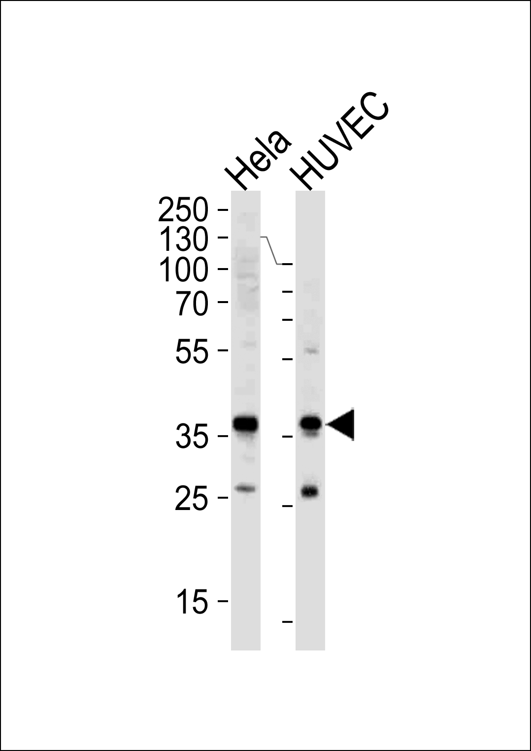 WB - GAPDH Antibody (N-term) AP7873a