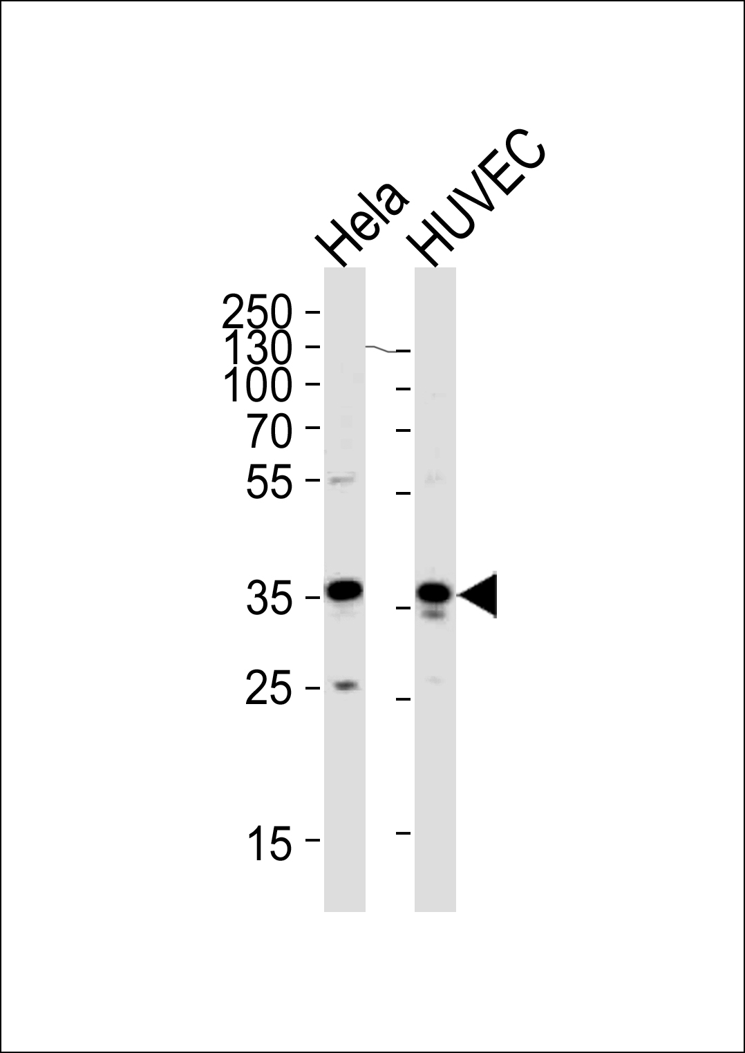 WB - GAPDH Antibody (C-term R248) AP7873b