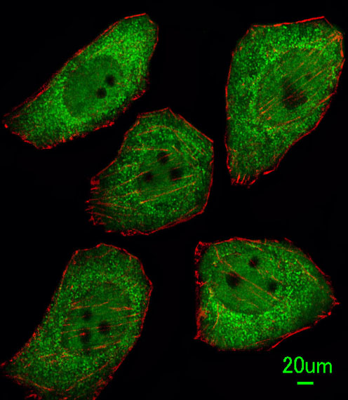 Immunofluorescent analysis of U251 cells, using PTTG1 Antibody (N-term) (Cat. #AP7354a). AP7354a was diluted at 1:100 dilution. Alexa Fluor 488-conjugated goat anti-rabbit lgG at 1:400 dilution was used as the secondary antibody (green). Cytoplasmic actin was counterstained with Dylight Fluor� 554 (red) conjugated Phalloidin (red).