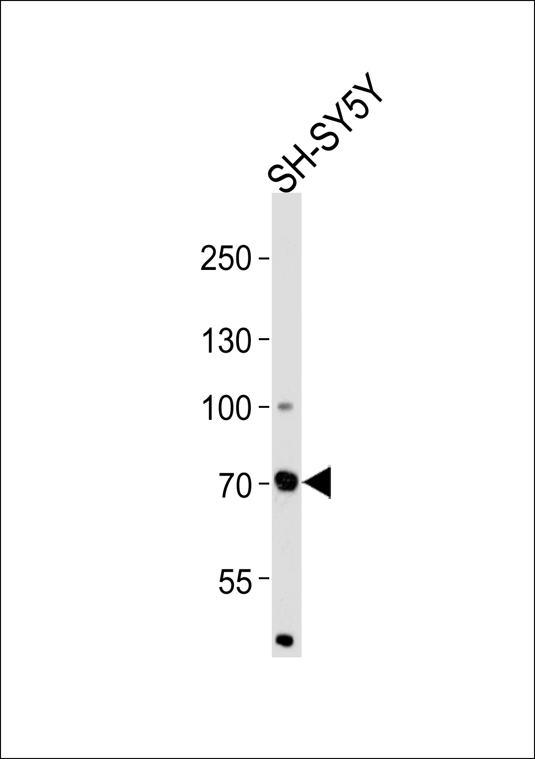 Western blot analysis of lysate from SH-SY5Y cell line,  using ZNF219 Antibody (N-term)(Cat.  #AP1982a).  AP1982a was diluted at 1:1000.  A goat anti-rabbit IgG H&L(HRP) at 1:5000 dilution was used as the secondary antibody.  Lysate at 35ug.