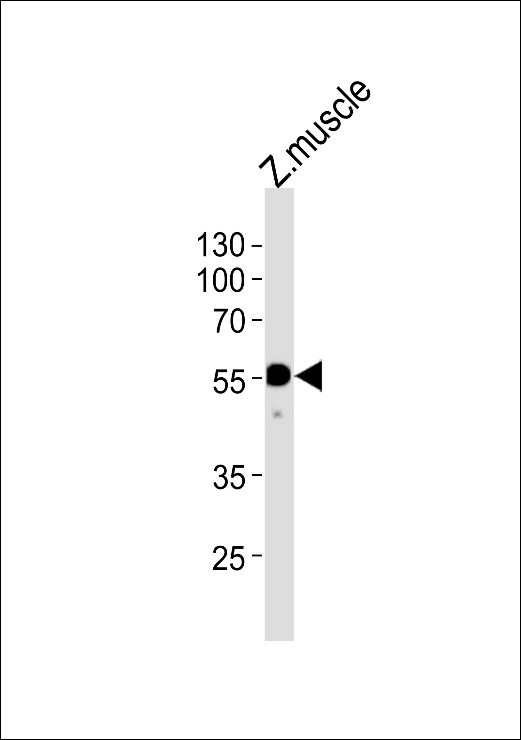 Western blot analysis of lysate from zebra fish muscle tissue lysate,  using DANRE hnf1bb Antibody (Center)(Cat.  #Azb18694a).  Azb18694a was diluted at 1:1000.  A goat anti-rabbit IgG H&L(HRP) at 1:5000 dilution was used as the secondary antibody.  Lysate at 35ug.