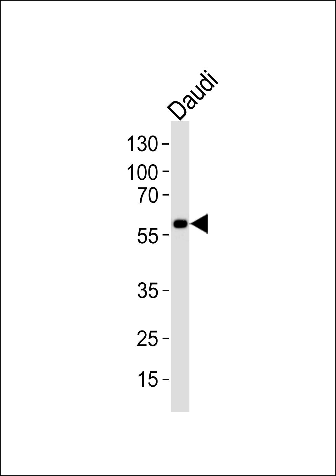 Western blot analysis of lysate from Daudi cell line, using CHRNA9 Antibody (N-term)(Cat.  #AP20598a).  AP20598a was diluted at 1:1000.  A goat anti-rabbit IgG H&L(HRP) at 1:5000 dilution was used as the secondary antibody. Lysate at 35ug.