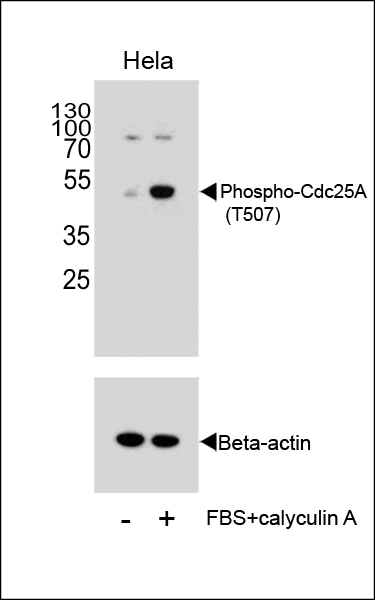 WB - Phospho-CDC25A(T507) Antibody AP3051A