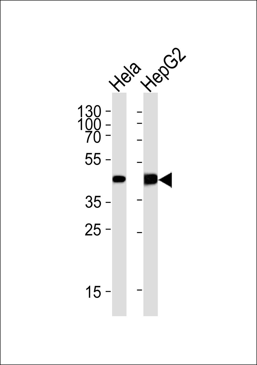 WB - SERINC2 Antibody AP50605