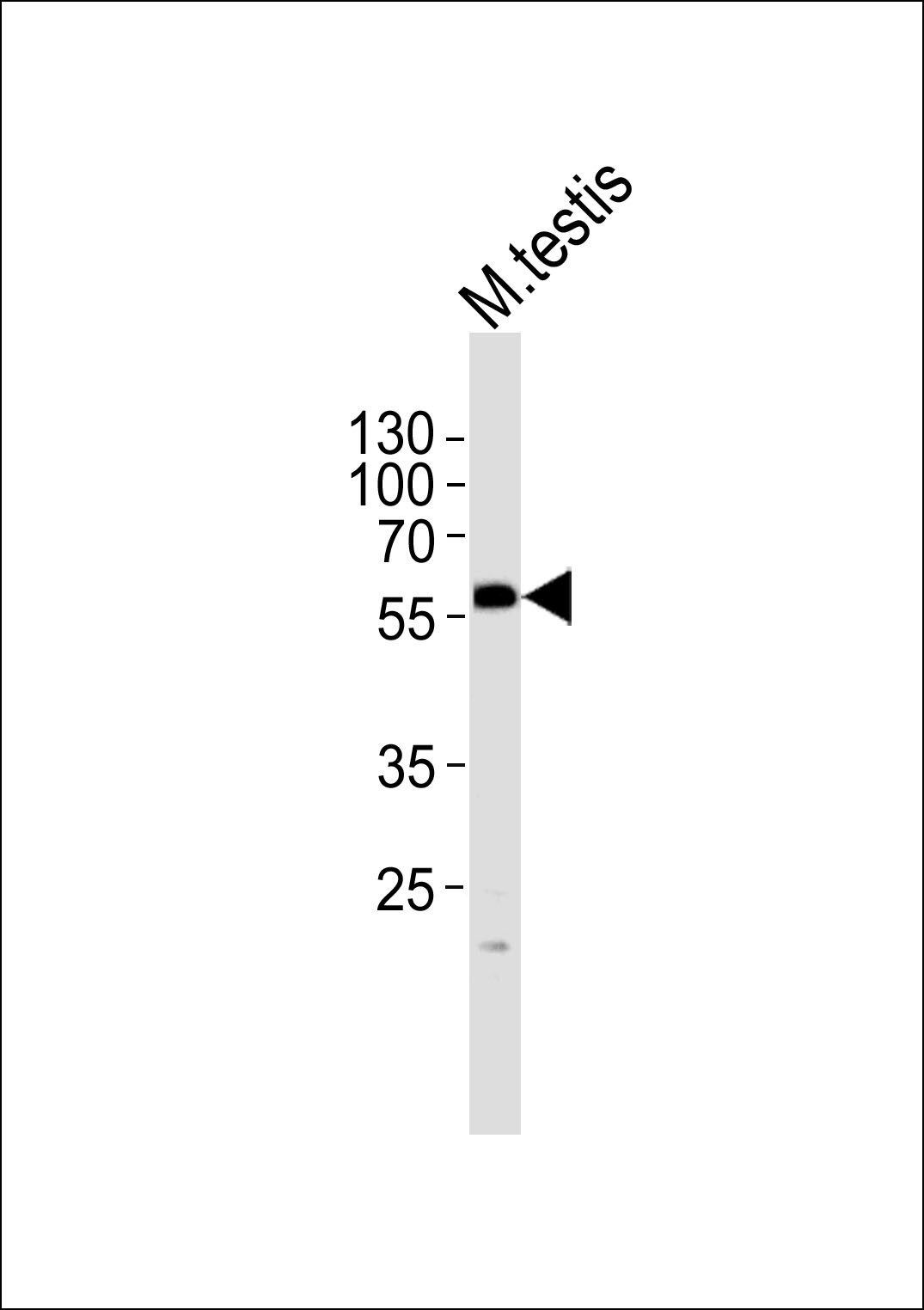 Western blot analysis of lysate from mouse testis tissue lysate, using PHF1 Antibody (N-term)(Cat.  #AP20638a).  AP20638a was diluted at 1:1000.  A goat anti-rabbit IgG H&L(HRP) at 1:5000 dilution was used as the secondary antibody. Lysate at 35ug.