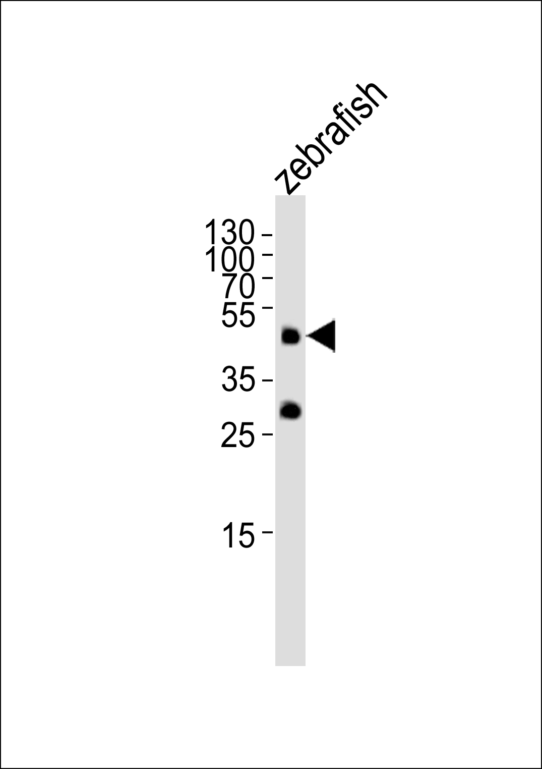 Western blot analysis of lysate from zebrafish tissue lysate, using DANRE pou5f1 Antibody (N-term)(Cat.  #AP20644b).  AP20644b was diluted at 1:1000.  A goat anti-rabbit IgG H&L(HRP) at 1:5000 dilution was used as the secondary antibody. Lysate at 35ug.