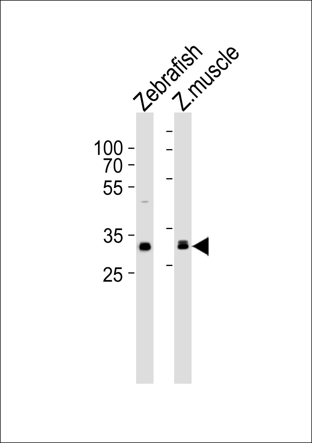Western blot analysis of lysates from Zebrafish, zebra fish muscle tissue lysate (from left to right), using (DANRE) afmid Antibody (N-term)(Cat.  #Azb18699a).  Azb18699a was diluted at 1:1000 at each lane.  A goat anti-rabbit IgG H&L(HRP) at 1:5000 dilution was used as the secondary antibody. Lysates at 35ug per lane.