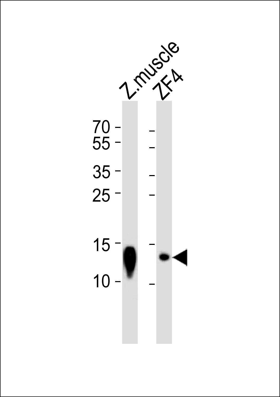 Western blot analysis of lysates from zebra fish muscle tissue lysate and ZF4 cell line (from left to right), using (DANRE) ba2 Antibody  (Center)(Cat.  #Azb18700c).  Azb18700c was diluted at 1:1000 at each lane.  A goat anti-rabbit IgG H&L(HRP) at 1:5000 dilution was used as the secondary antibody. Lysates at 35ug per lane.