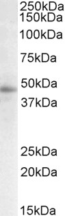 WB - STAP2 / BKS (aa391-403) Antibody (C-Term) AF2241a