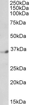 WB - Neuro-d4 / DPF1 Antibody (C-Term) AF2313a