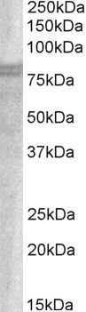 WB - SNX18 / SNAG1 Antibody (C-Term) AF2327a