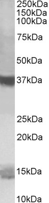 WB - Prefoldin Antibody (C-Term) AF2399a