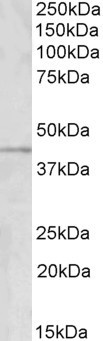 WB - GRAMD3 Antibody (internal region) AF3326a