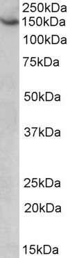 WB - AGTPBP1 / NNA1 Antibody (internal region) AF3367a