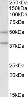 WB - Mboat4 (mouse) Antibody (internal region) AF3498a