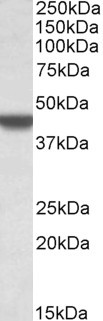 WB - APOBEC3D (aa61-74) Antibody (internal region) AF3537a