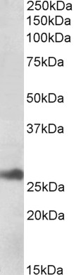 WB - DNAJB9 (aa61-75) Antibody (internal regoin) AF3582a