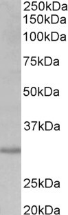 WB - cardiolipin synthase 1 Antibody (internal region) AF3607a