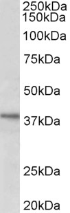 WB - CLO29 (aa30-43) Antibody (internal region) AF3778a