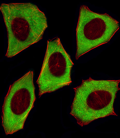 Fluorescent image of U251 cells stained with YWHAZ Antibody (Cat#AM2256a).  AM2256a was diluted at 1:25 dilution.  An Alexa Fluor� 488-conjugated goat anti-mouse lgG at 1:400 dilution was used as the secondary antibody (green).  Cytoplasmic actin was counterstained with Alexa Fluor� 555 conjugated with Phalloidin (red).
