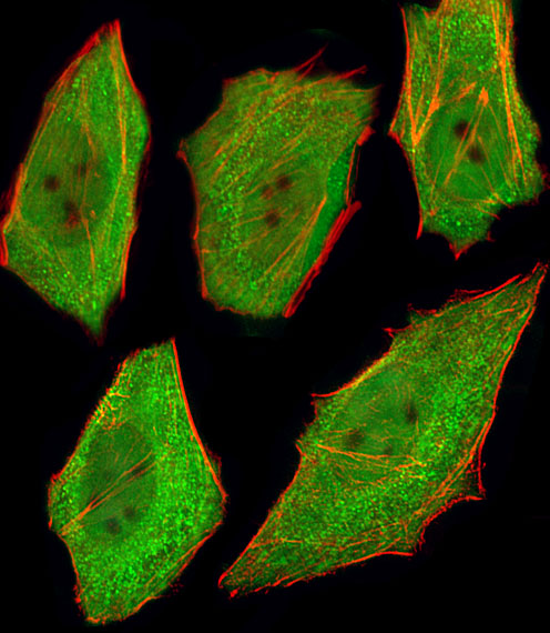 Fluorescent image of U251 cells stained with VCP Antibody (Cat#AM2262b).  AM2262b was diluted at 1:25 dilution.  An Alexa Fluor� 488-conjugated goat anti-mouse lgG at 1:400 dilution was used as the secondary antibody (green).  Cytoplasmic actin was counterstained with Alexa Fluor� 555 conjugated with Phalloidin (red).