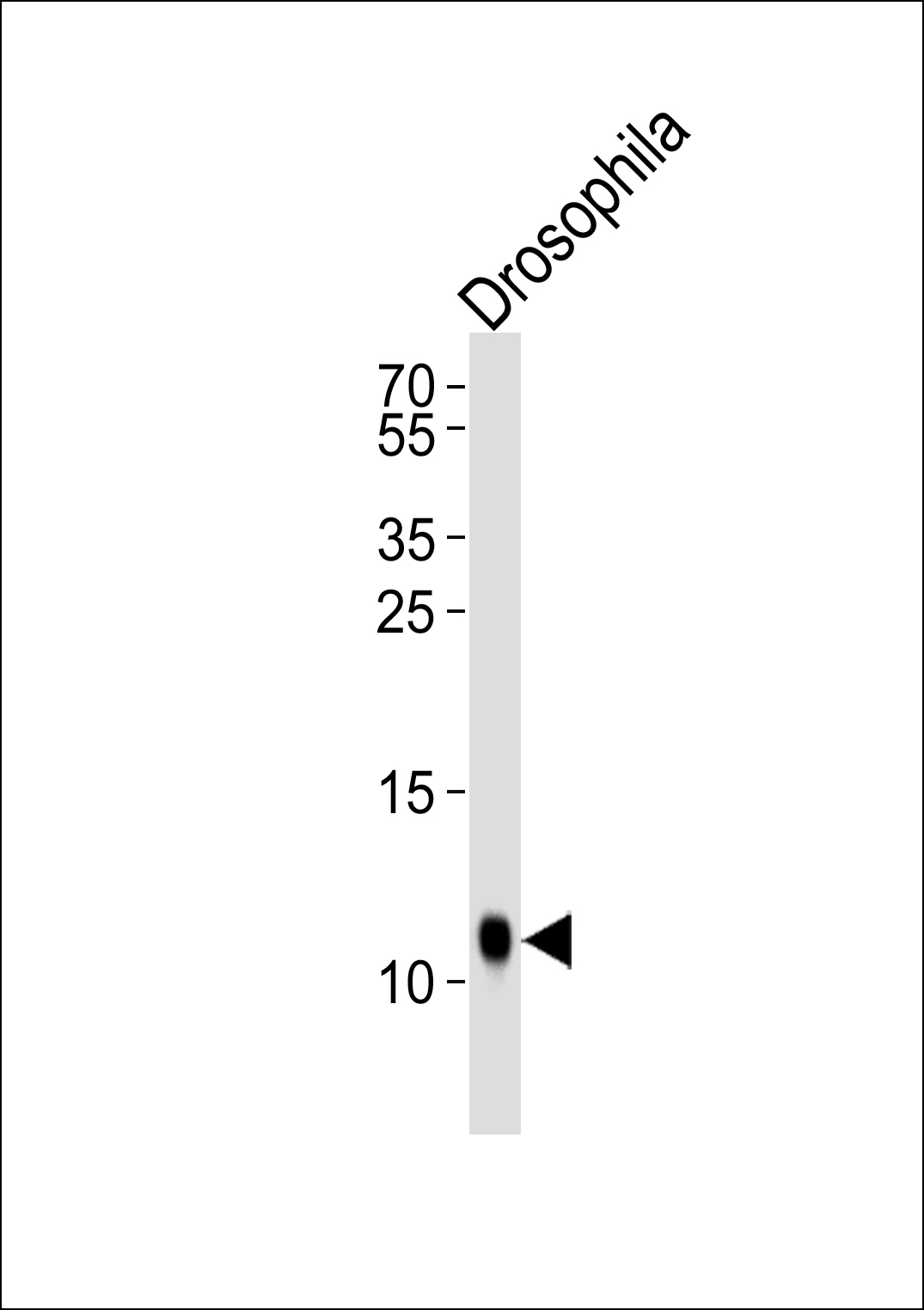 Western blot analysis of lysate from Drosophila tissue lysate, using SUMO Antibody (V52)(Drsophila)(Cat.  #AP1287B).  AP1287B was diluted at 1:1000.  A goat anti-rabbit IgG H&L(HRP) at 1:10000 dilution was used as the secondary antibody. Lysate at 35ug.