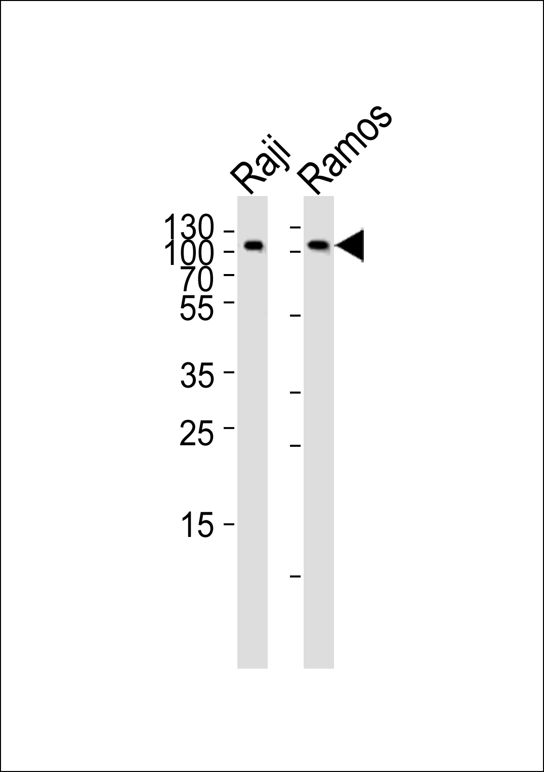 Western blot analysis of lysates from Raji, Ramos cell line (from left to right), using CD19 Antibody (C-term)(Cat.  #AP1494b).  AP1494b was diluted at 1:1000 at each lane.  A goat anti-rabbit IgG H&L(HRP) at 1:5000 dilution was used as the secondary antibody. Lysates at 35ug per lane.