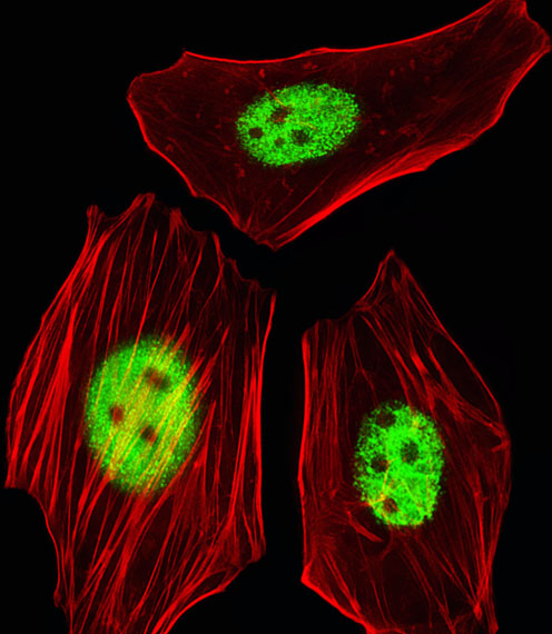 Fluorescent image of HeLa cells stained with AGAP8 Antibody (C-term)(Cat#AP20603c).  AP20603c was diluted at 1:25 dilution.  An Alexa Fluor 488-conjugated goat anti-rabbit lgG at 1:400 dilution was used as the secondary antibody (green).  Cytoplasmic actin was counterstained with Alexa Fluor� 555 conjugated with Phalloidin (red).