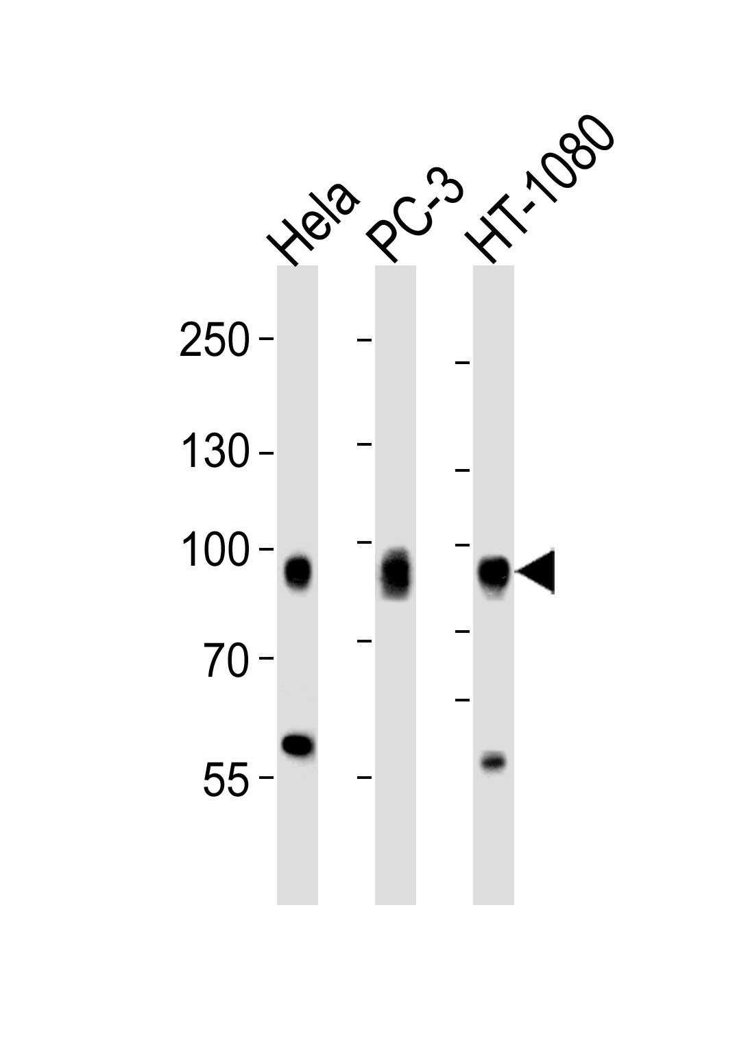 WB - CD44 Antibody (C-term) [Knockout Validated] AW5700-U100
