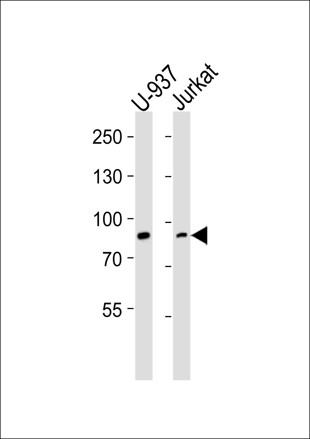 Western blot analysis of lysates from U-937, Jurkat cell line (from left to right), using PIK3R1/2 Antibody (Center)(Cat.  #AP20767c).  AP20767c was diluted at 1:1000 at each lane.  A goat anti-rabbit IgG H&L(HRP) at 1:5000 dilution was used as the secondary antibody. Lysates at 35ug per lane.