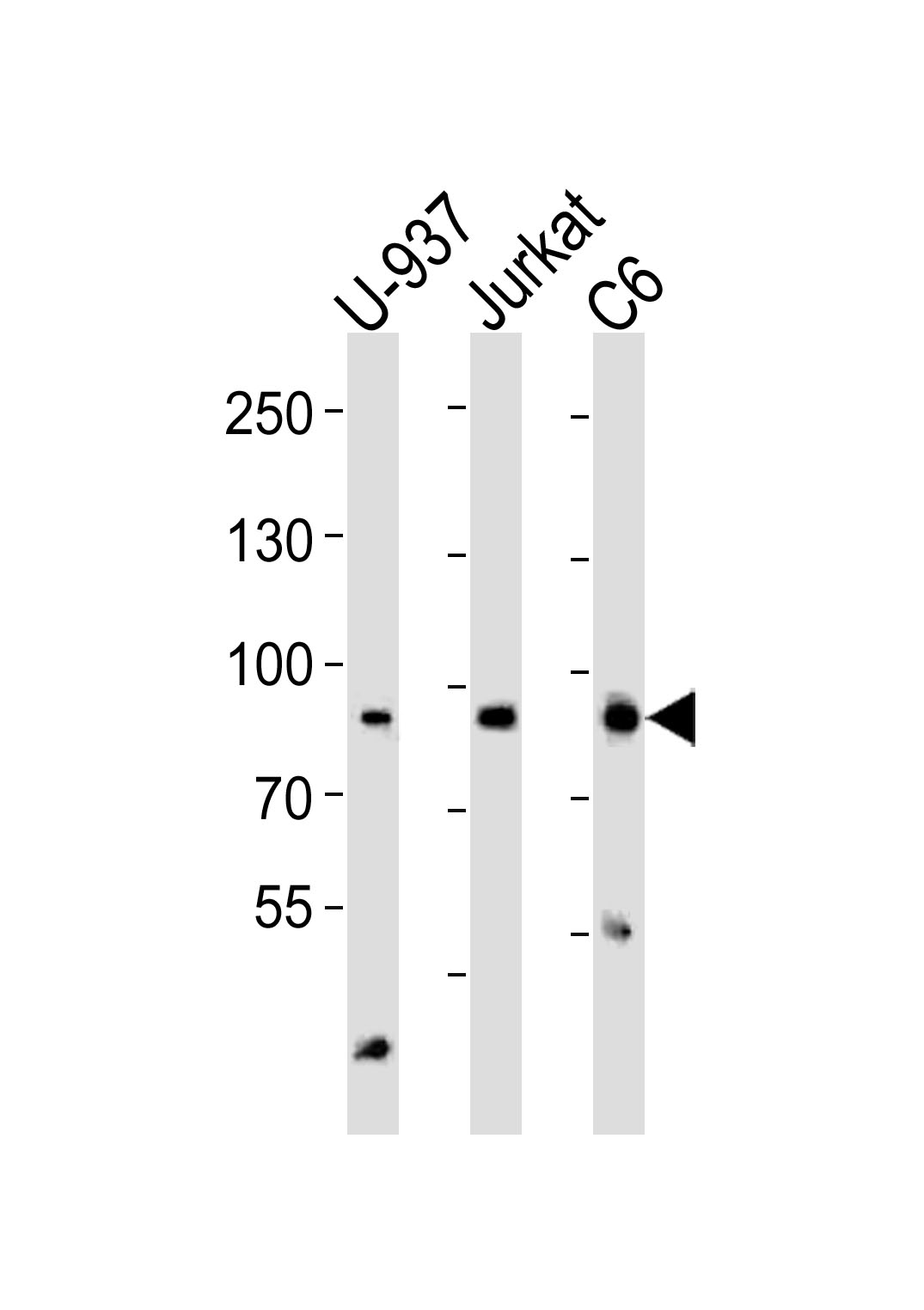 Western blot analysis of lysates from U-937, Jurkat, C6 cell line (from left to right), using PIK3R1/2 Antibody (Center)(Cat.  #AP20768c).  AP20768c was diluted at 1:1000 at each lane.  A goat anti-rabbit IgG H&L(HRP) at 1:5000 dilution was used as the secondary antibody. Lysates at 35ug per lane.