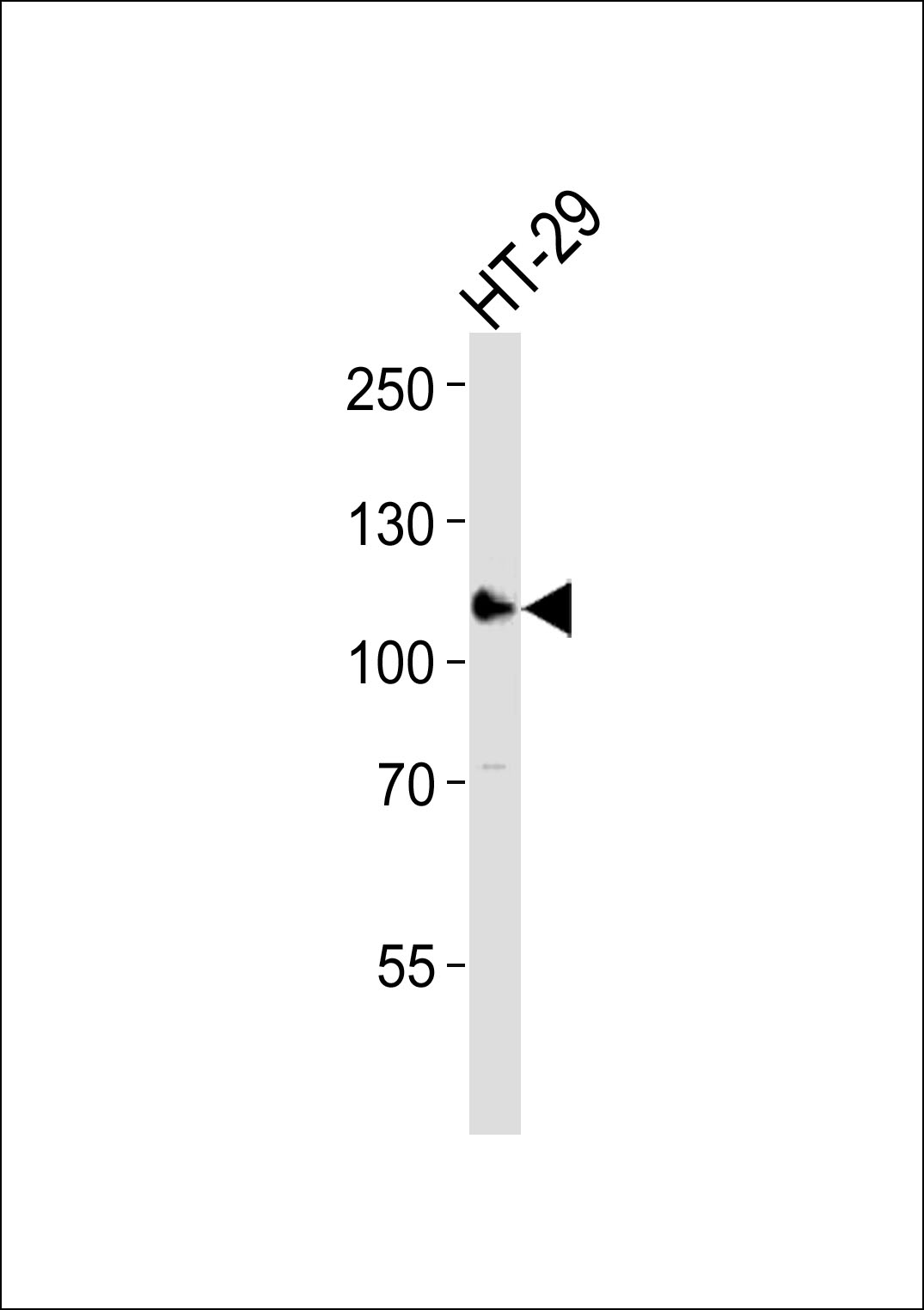 WB - ERN2 Antibody (N-term) AP7128a