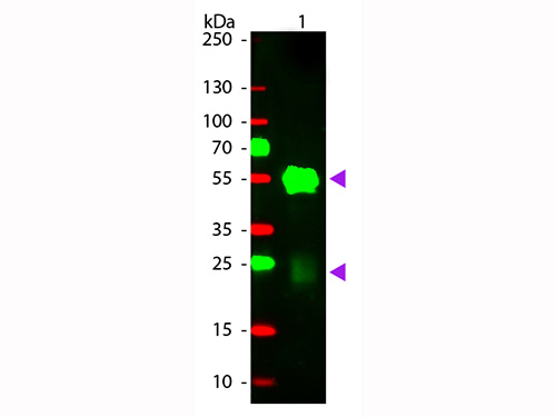 WB - Anti-Rabbit IgG (H&L)  (Rhodamine Conjugated) Secondary Antibody ASR1086