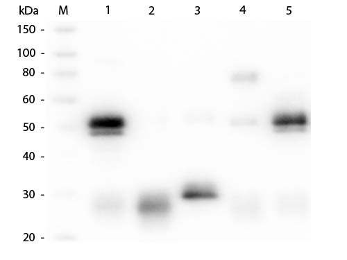 WB - Anti-Rabbit IgG (H&L)  (ATTO 550 Conjugated) Pre-Adsorbed Secondary Antibody ASR1168