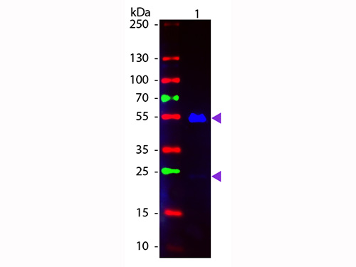WB - Anti-Human IgG (H&L) (Fluorescein Conjugated) Secondary Antibody ASR1404