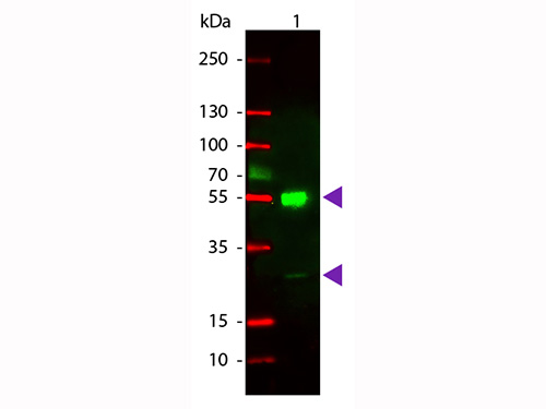 WB - Anti-Mouse IgG (H&L)  (Rhodamine Conjugated) Secondary Antibody ASR1413