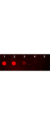 DB - Anti-Rabbit IgG (H&L)  (Rhodamine Conjugated) Secondary Antibody ASR1424