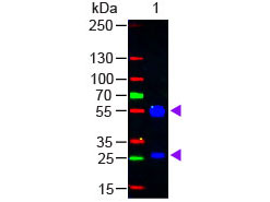 WB - Anti-Goat IgG (H&L) (Fluorescein Conjugated) Secondary Antibody ASR1565