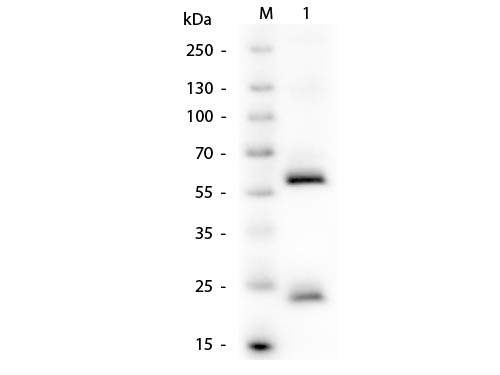 WB - Anti-Human IgG (H&L) Secondary Antibody ASR1599