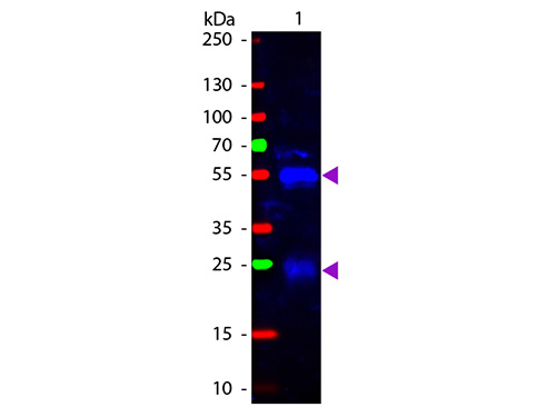 WB - Anti-Rabbit IgG (H&L)  (Fluorescein Conjugated) Pre-Adsorbed Secondary Antibody ASR1632