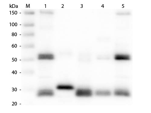 WB - Anti-Rat IgG (H&L)  (Biotin Conjugated) Secondary Antibody ASR1652