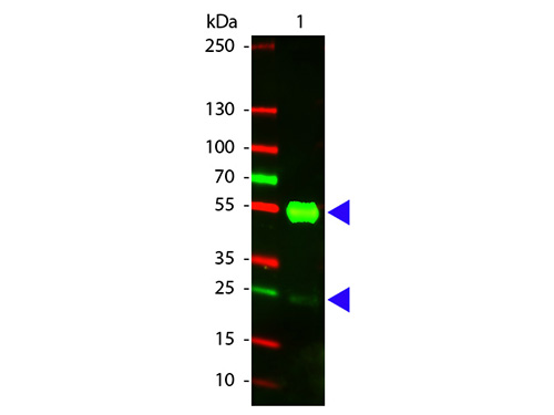WB - Anti-Swine IgG (H&L)  (Texas Red™ Conjugated) Secondary Antibody ASR1674