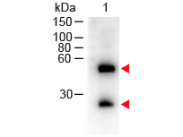 WB - Anti-Mouse IgG (H&L)  (Peroxidase Conjugated) Secondary Antibody ASR1937