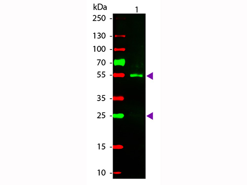 ASR1999