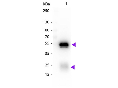 WB - Anti-Rabbit IgG (H&L)  (Biotin Conjugated) Secondary Antibody ASR2223