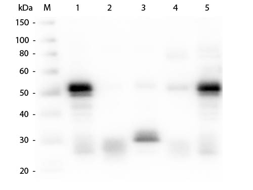 WB - Anti-Rabbit IgG (H&L) (Alkaline Phosphatase Conjugated) Pre-Adsorbed Secondary Antibody ASR2355