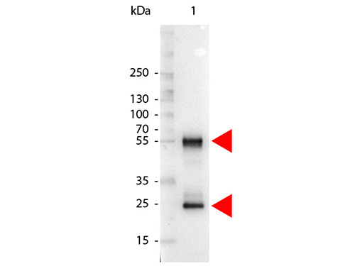 WB - Anti-Mouse IgG (H&L)  (Alkaline Phosphatase Conjugated) Pre-Adsorbed Secondary Antibody ASR2480
